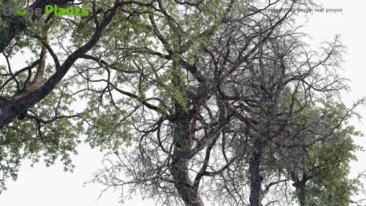 Pinus Monophylla