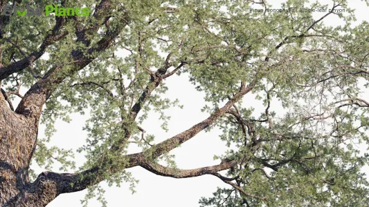 Pinus Monophylla
