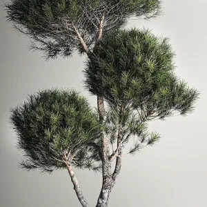Plant collection