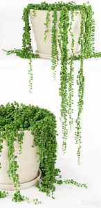String Of Pearls Plant