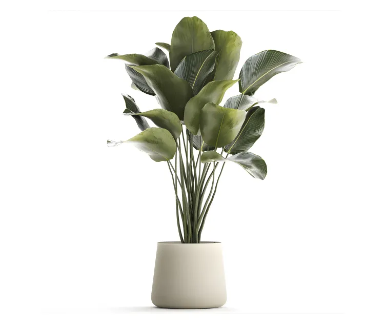 Beautiful exotic bush plant calathea lutea in a pot