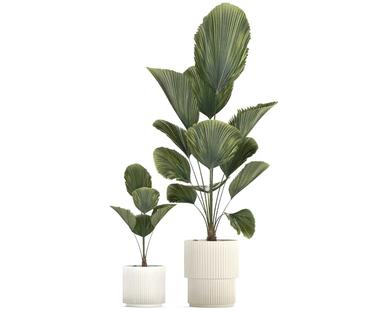 Beautiful shrub small likuala palm tree