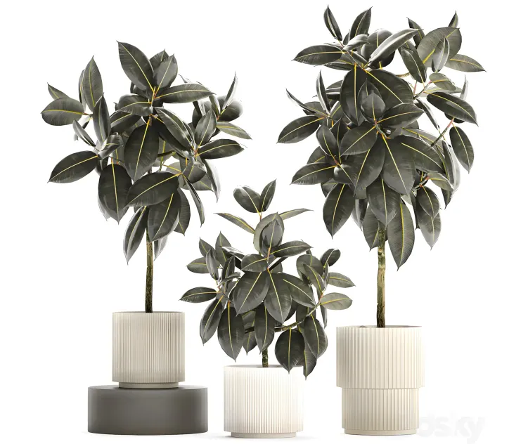 Beautiful tree in a pot ficus rubbery plant collection