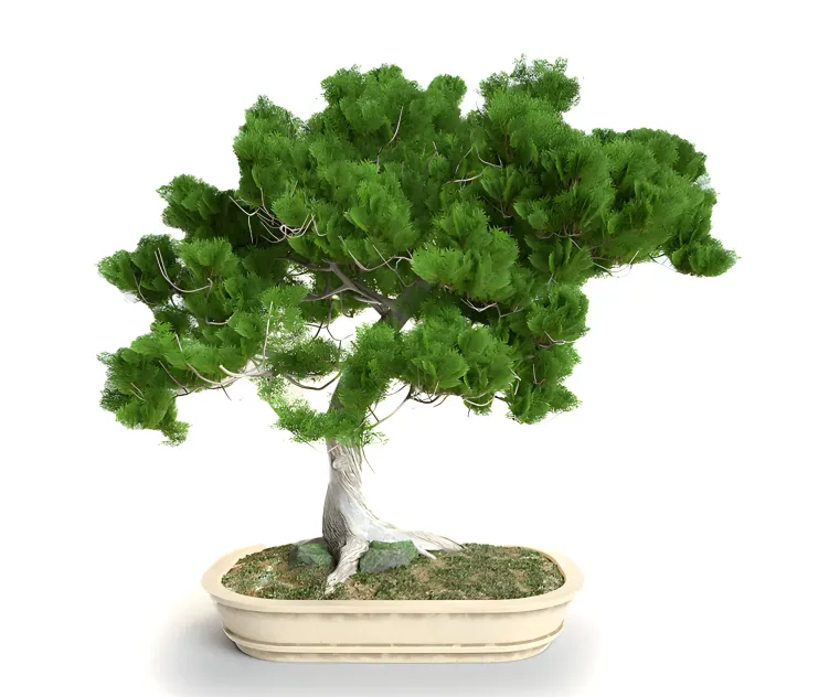 Bonsai