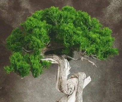Bonsai
