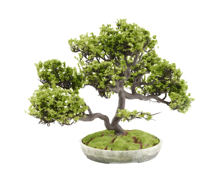 Bonsai
