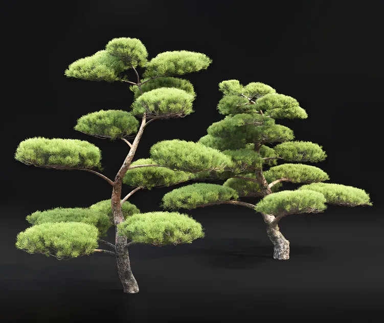Bonsai