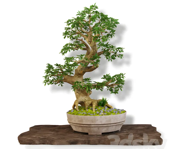 Bonsai