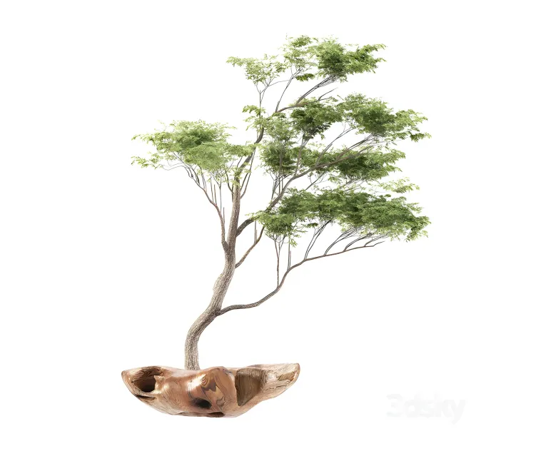 Bonsai 2