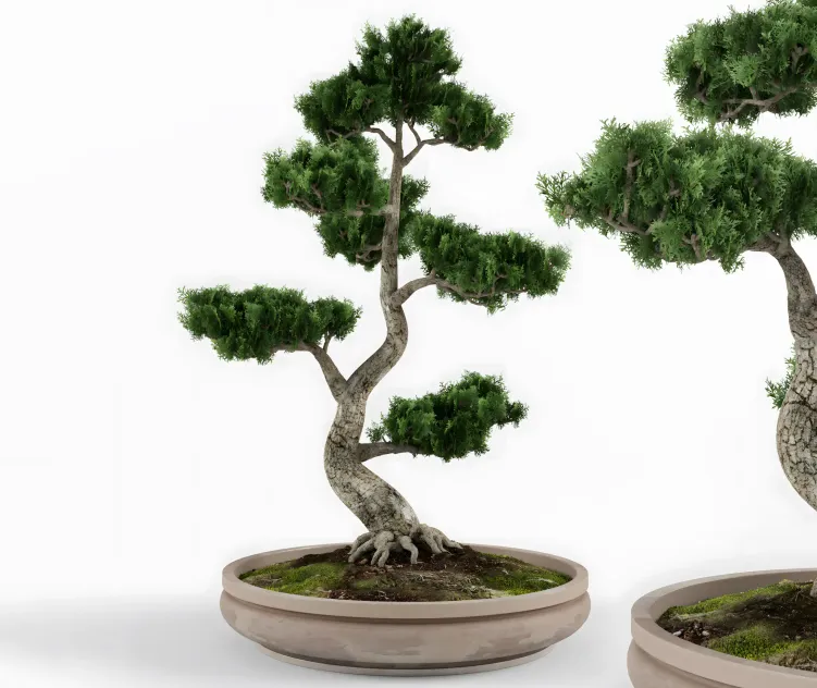 Bonsai decorative tree