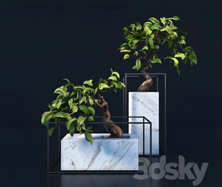 Bonsai tree