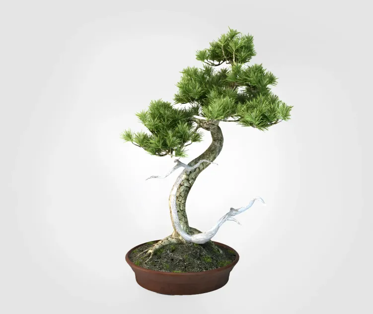Bonsai Trees VP