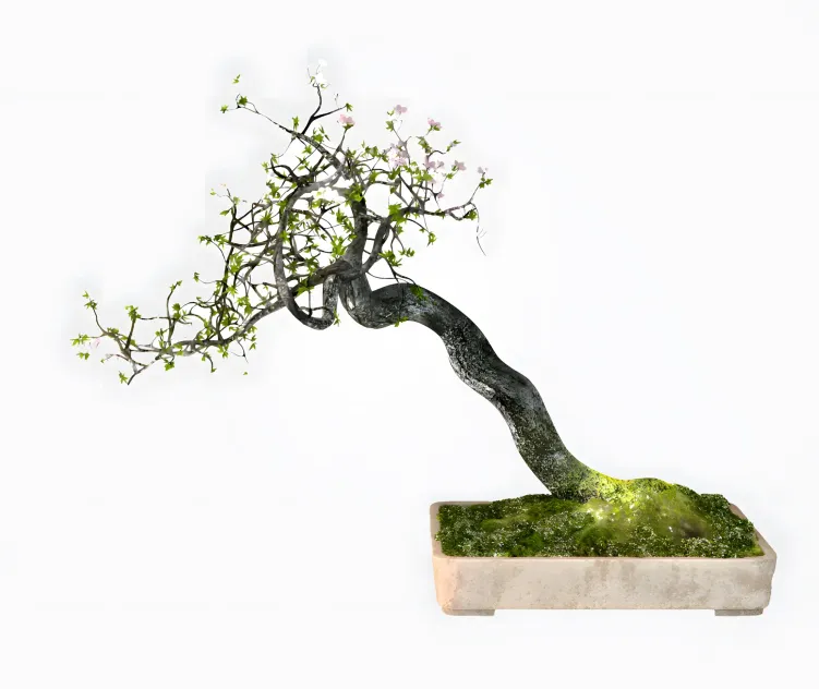 Bonsai Trees VP