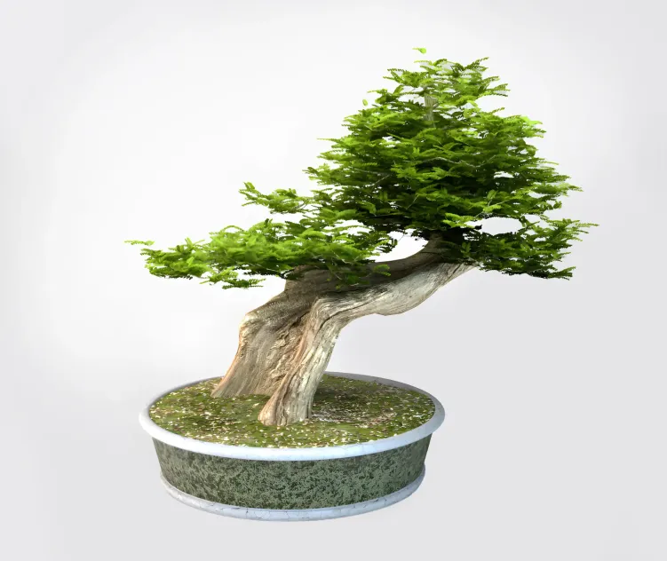 Bonsai Trees VP