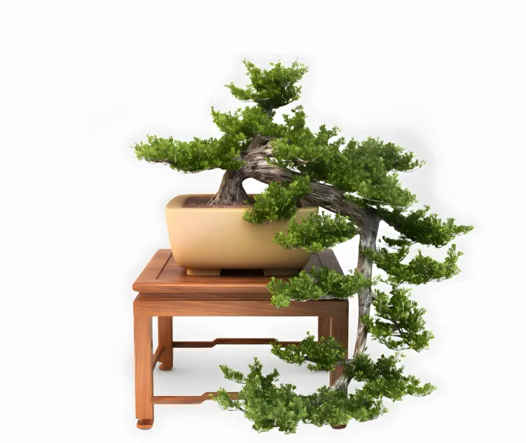 Bonsai Trees VP