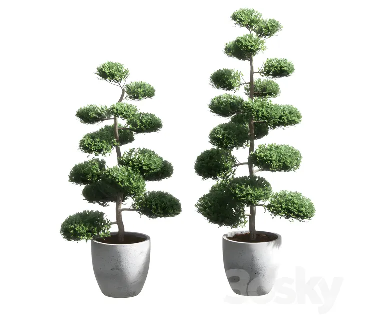 Bonsai with spherical branches