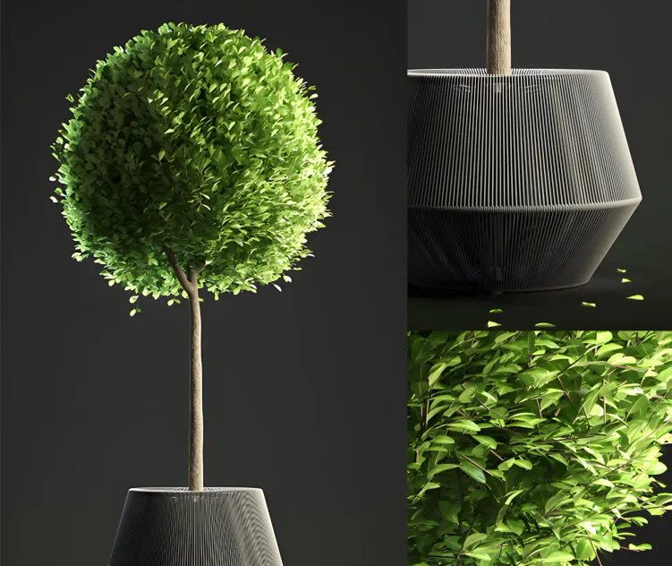 Buxus sempervirens in pot