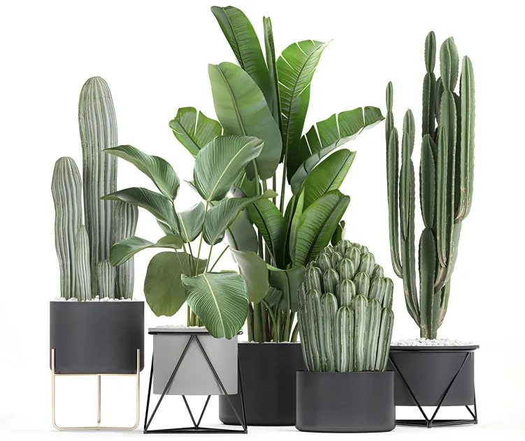 Cacti strelitzia in a pot