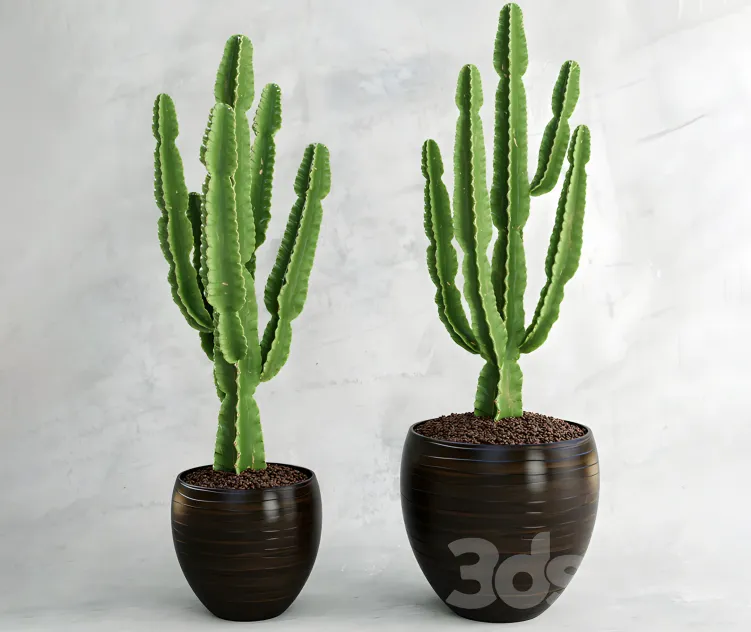 Cactus euphorbia ingens