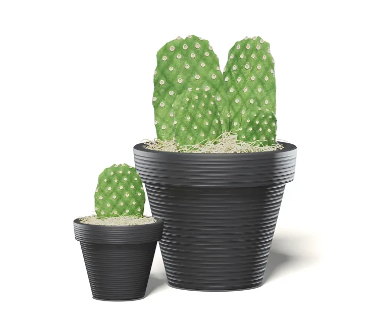 Cactusesinblackpot