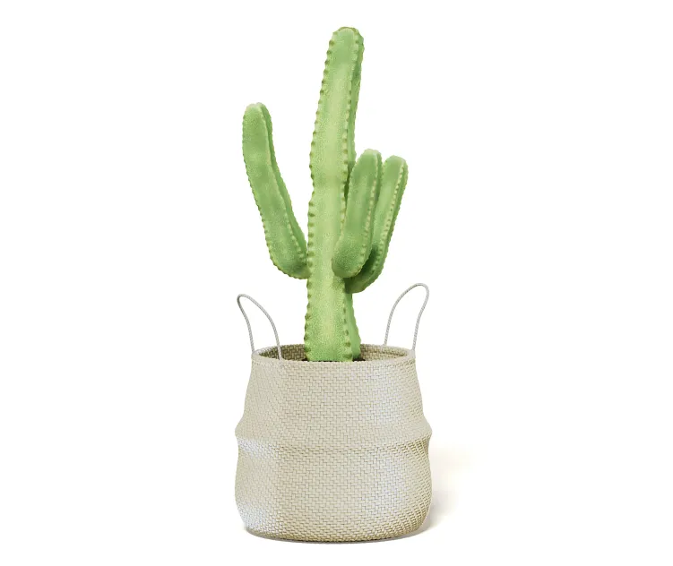 Cactusinwickerbasket