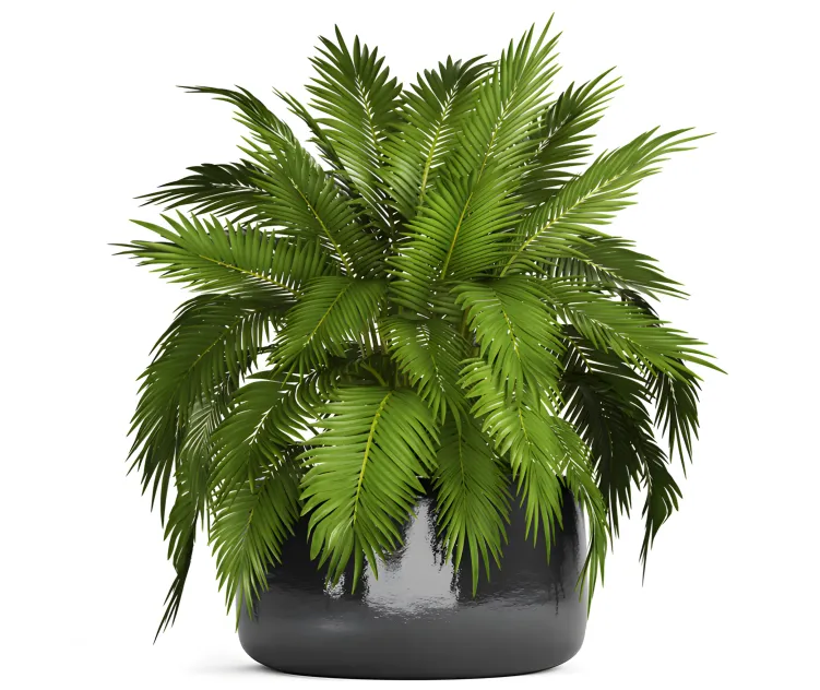 Chamaedorea cataractarum