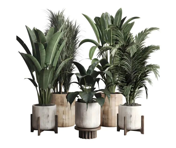 Collection indoor plant