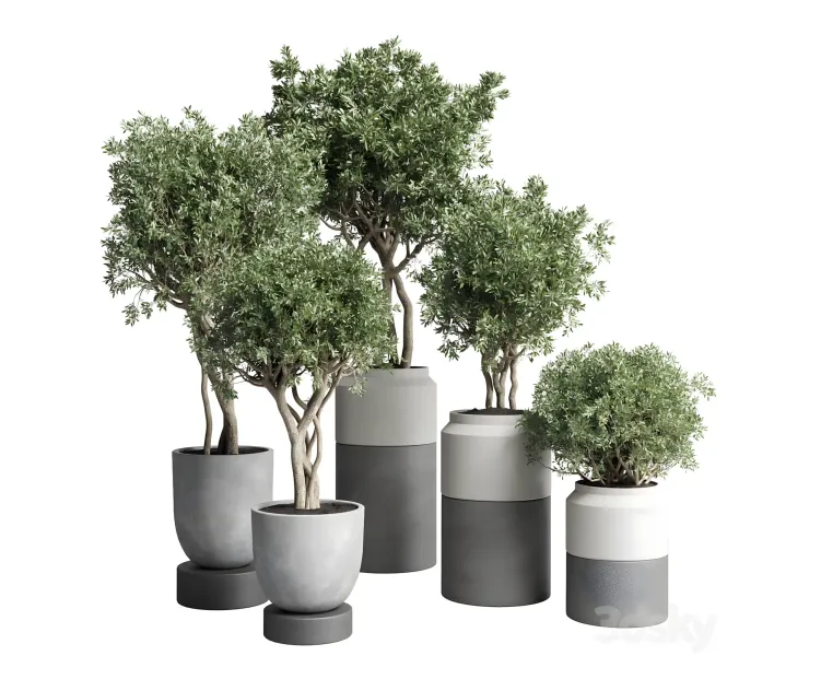 Collection indoor plant concrete dirt vase pot tree