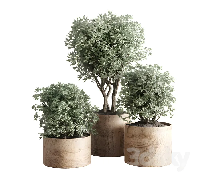 Collection indoor plant wood vase