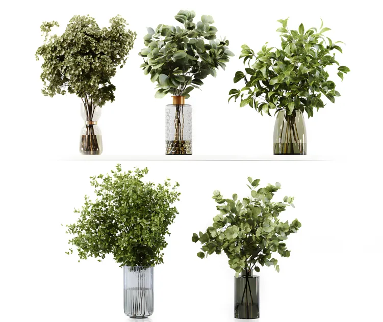 Collection indoor plants