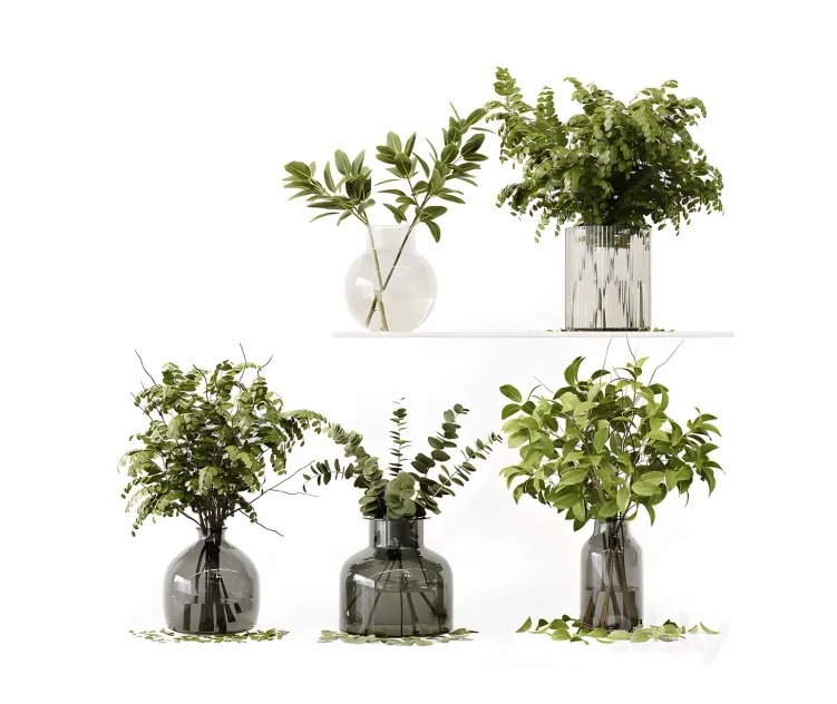 Collection indoor plants