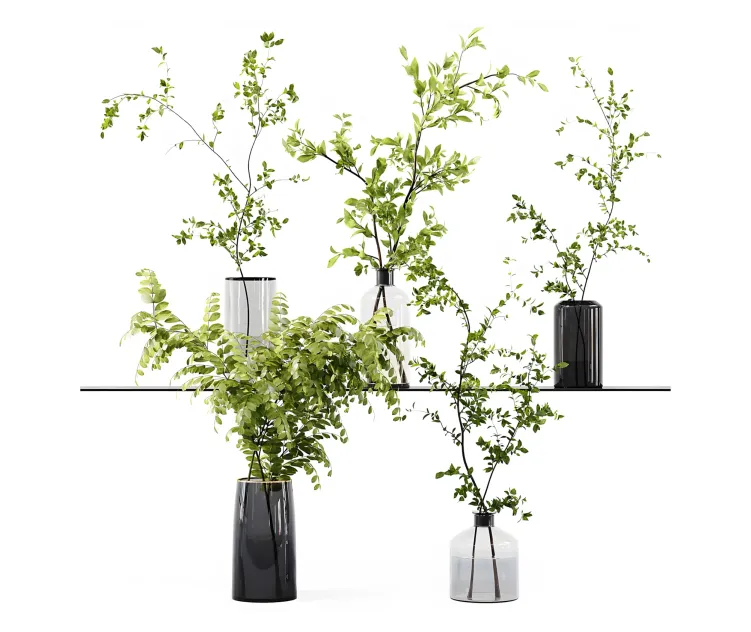 Collection indoor plants