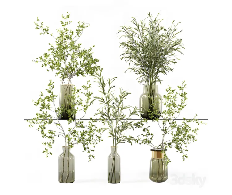 Collection indoor plants