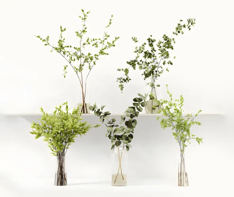 Collection indoor plants