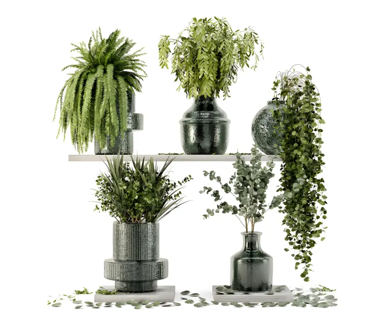 Collection indoor plants in glass pots