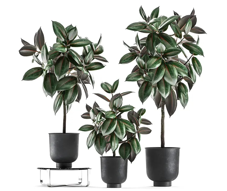 Collection of decorative small trees in black pots