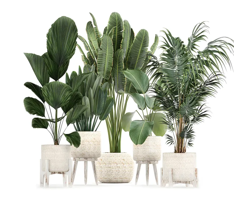 Collection of interior plants in white rattan baskets