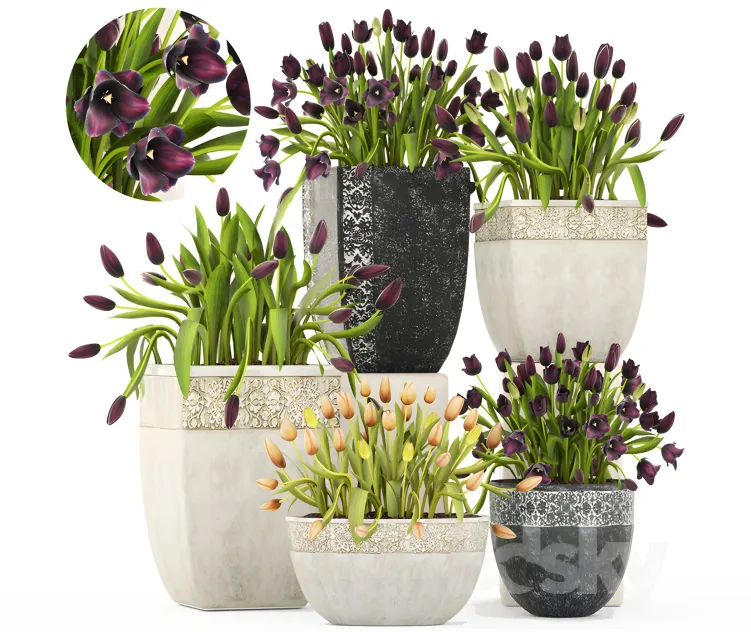 Collection of plants