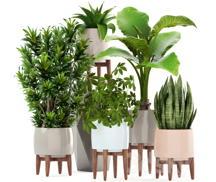 Collection of plants