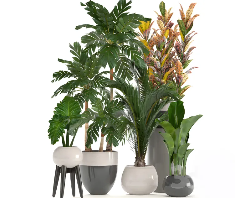 Collection of plants