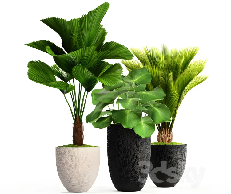 Collection of plants