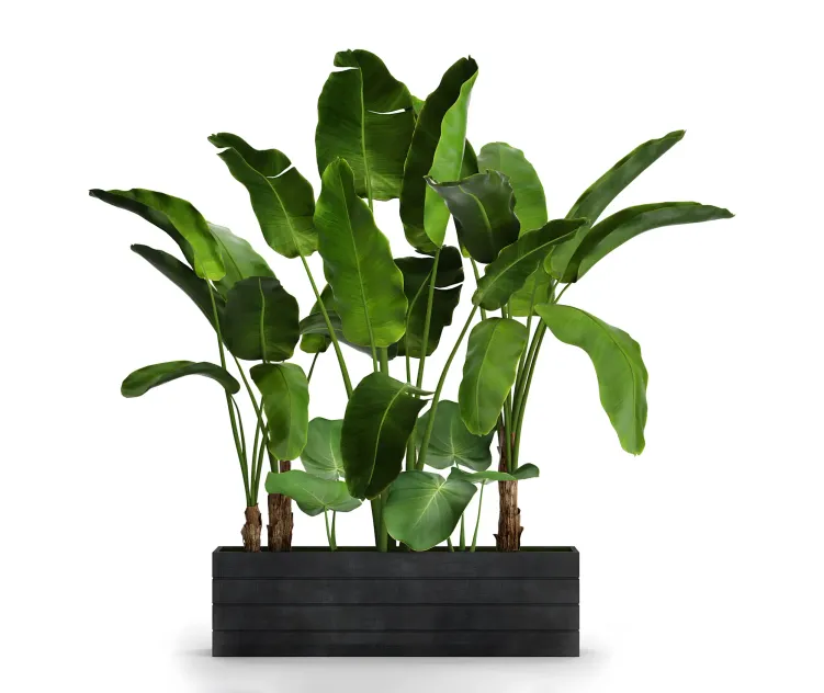 Collection of plants