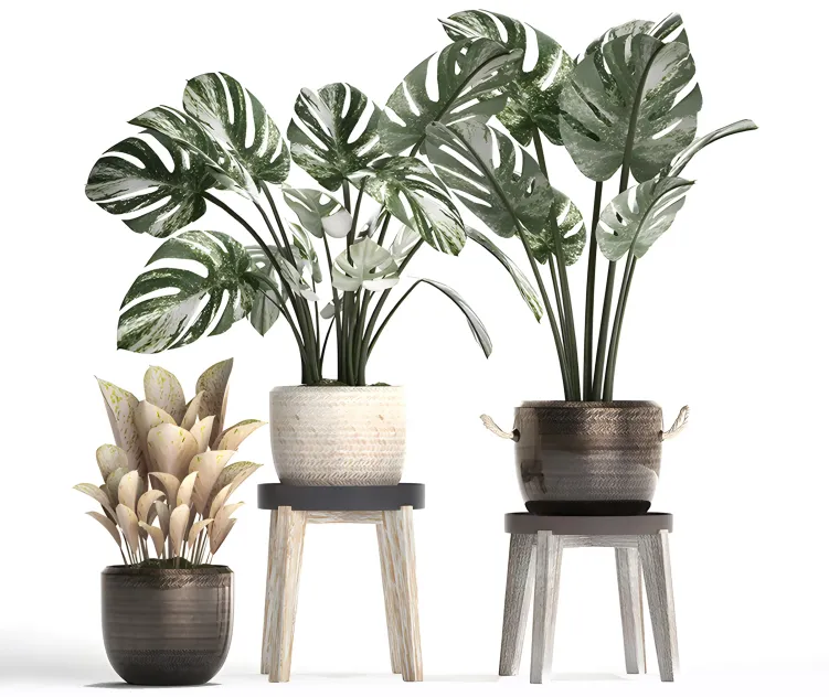 Collection of plants