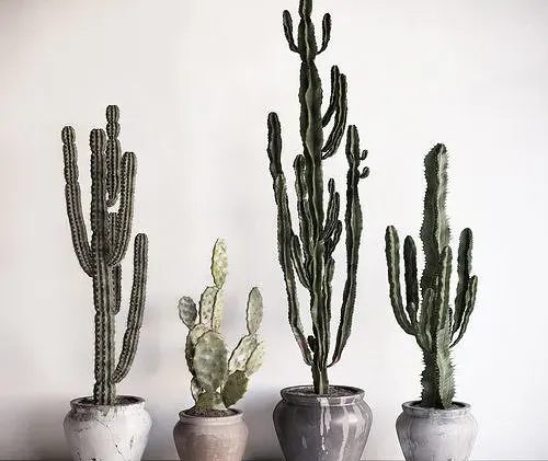 Collection of cactuses