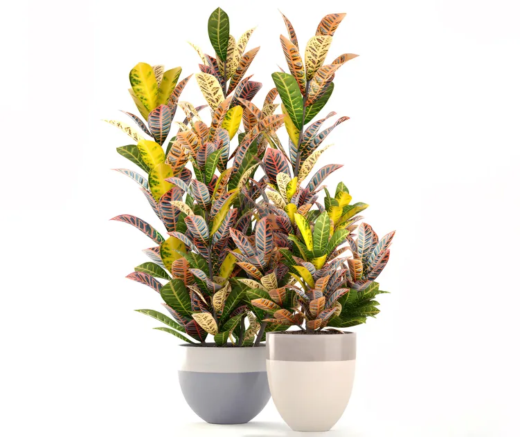 Collection of plants