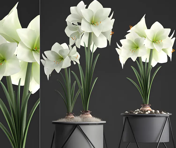 Collection of plants