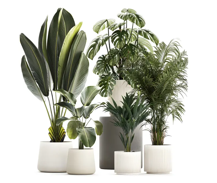 Collection of plants
