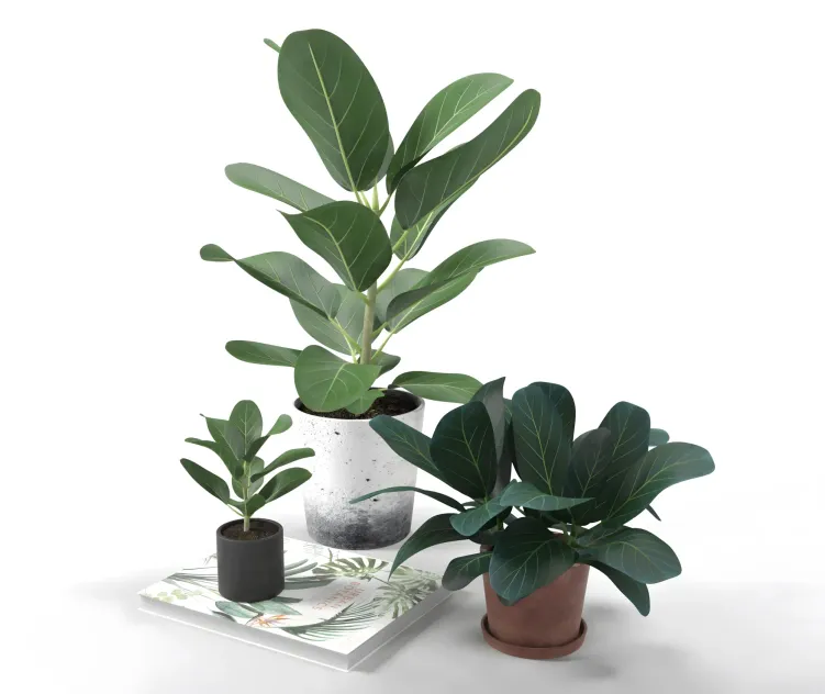 Collection of plants