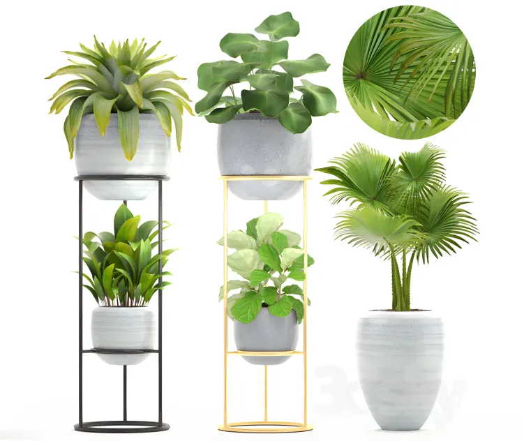 Collection of plants