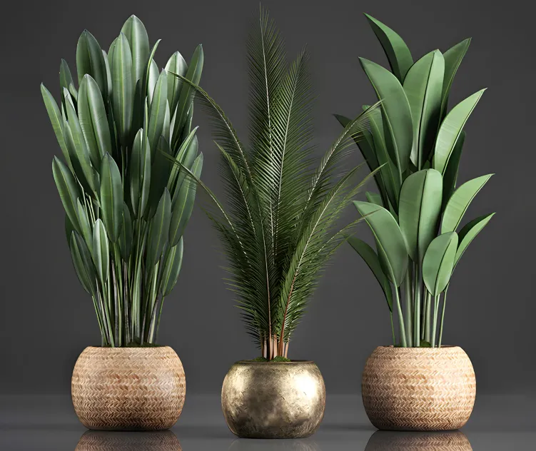 Collection of plants